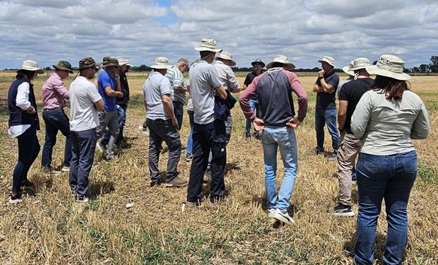 Se lanzó primero en Argentina: el herbicida que muestra resultados en apenas 24 horas