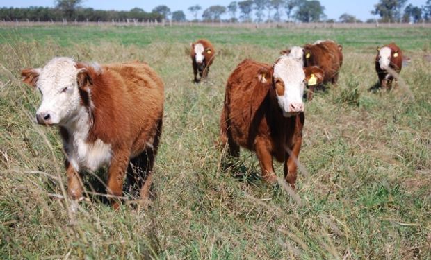 Una empresa lanza innovadoras soluciones para prevenir golpes de calor en animales