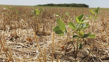 Efecto sequía: doce partidos bonaerenses fueron declarados en emergencia agropecuaria