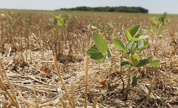 Efecto sequía: doce partidos bonaerenses fueron declarados en emergencia agropecuaria