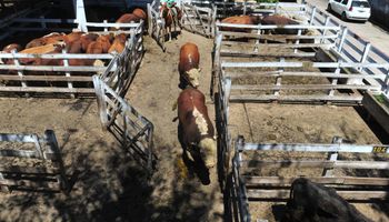 Liniers: la demanda exportadora traccionó los precios de las vacas