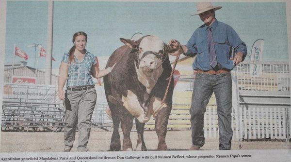 pampa genetics