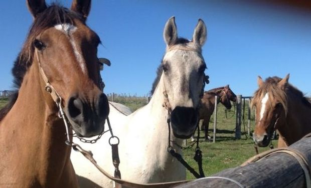 Establecen nuevas medidas para el movimiento de caballos