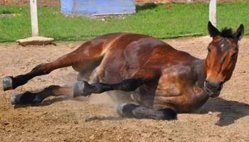 Foco de doença rara em equinos na Argentina gera alerta no Sul do Brasil