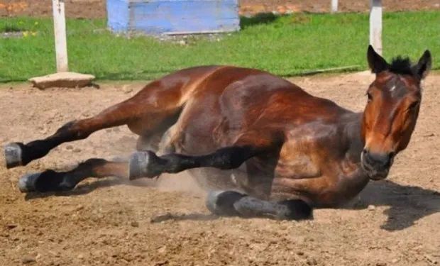 Quando acometidos pela doença, os equinos apresentam sinais nervosos, cegueira, dificuldades para caminhar e espasmos, além de mortalidade. (foto - Senasa)