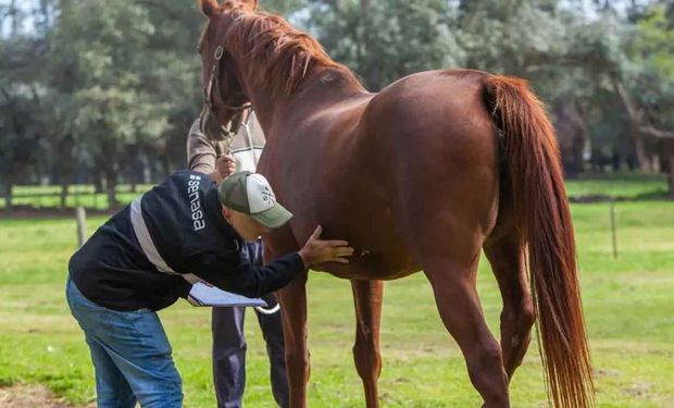 Murió la primera persona con encefalomielitis equina y hay 12 casos confirmados