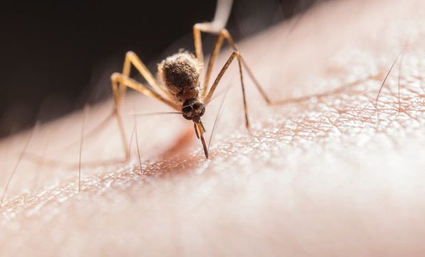 A encefalomielite equina é causada por um vírus transmitido por mosquitos infectados, principalmente em áreas rurais para cavalos. (foto - ilustrativa)