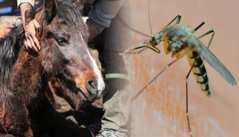Vuelve la amenaza: productores en alerta por la enfermedad que impacta a los equinos y a las personas