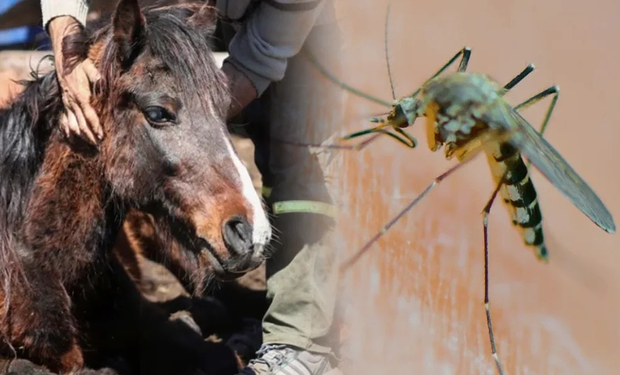Vuelve la amenaza: productores en alerta por la enfermedad que impacta a los equinos y a las personas