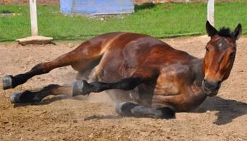 Alerta sanitaria por el virus que afecta los caballos: toman medidas para contener el brote de encefalomielitis equinas
