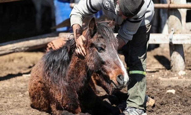 Autorizan 170.000 dosis de vacunas contra la encefalomielitis equina