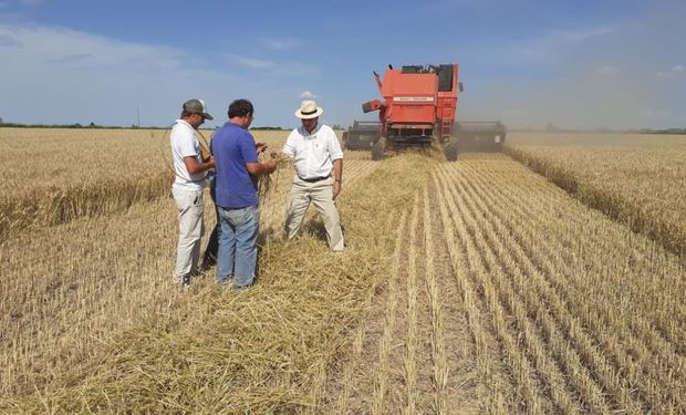 Granos, leche y carne: cuáles son los planes productivos según una encuesta a 1158 empresas de agro