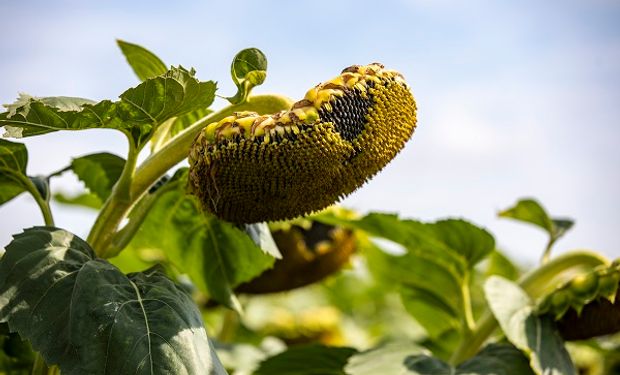 Desastre climático: una encuesta a 1380 productores revela un grave panorama en el campo (y en Argentina) para 2023