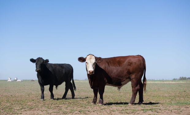 Encuesta: antes de la intervención en el mercado de la carne, los productores tenían buenas intenciones de invertir