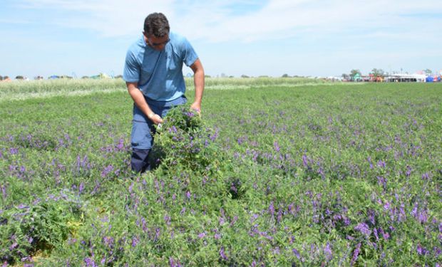 Encuesta a empresarios agropecuarios: a pesar de las adversidades, el campo busca aumentar la oferta de productos