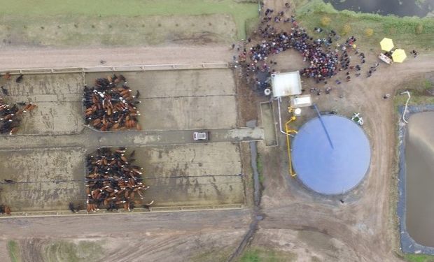 Con el estiércol de 500 vacunos generan biogás y luego lo transforman en energía eléctrica.