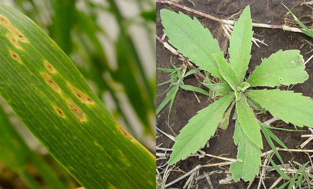 Enfermedades y malezas: los nuevos desafíos que enfrenta la siembra de los tradicionales cultivos de trigo y cebada