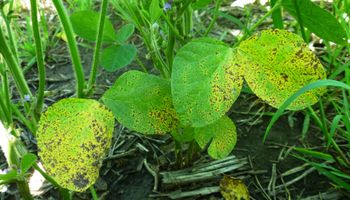 Verano atípico: las enfermedades a monitorear en soja