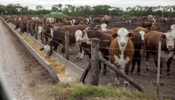 Presentan novedades en engorde a corral