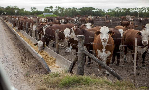 Engorde a corral en Argentina.