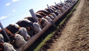Ocupación de feedlots, en valores que no se registraban desde el 2011
