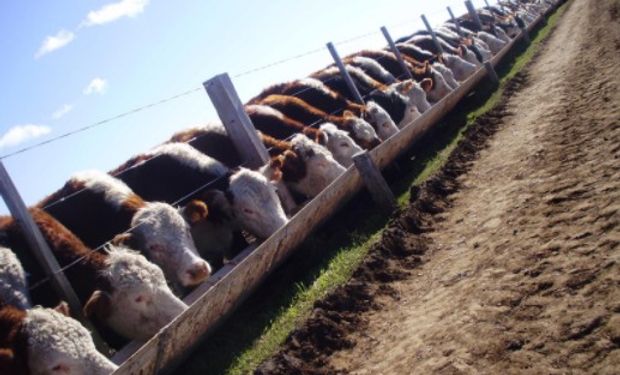 Informe de la Cámara Argentina de Feedlot: "Esperando el Cambio".