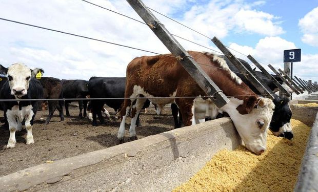 ¿Qué tan viable es el negocio ganadero? En julio cumplió dos meses en terreno negativo