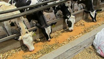 Cierre de año y expectativas en el engorde bovino a corral