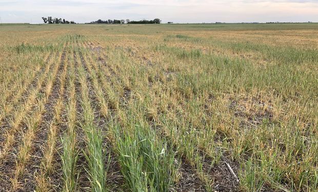 Productores del noroeste de Buenos Aires reclaman la declaración de desastre agropecuario: “Es una situación muy grave”