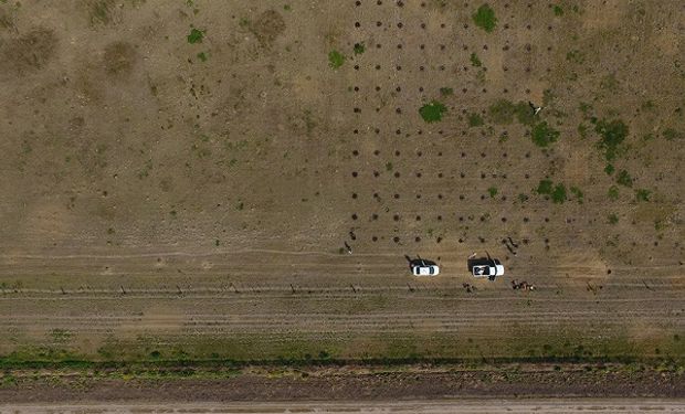 Forestación: una red de ensayos en todo Córdoba.