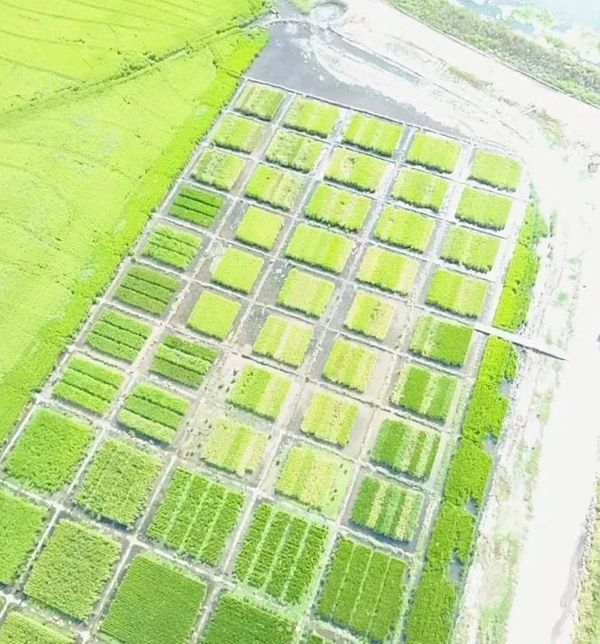 ensayos de arroz de copra