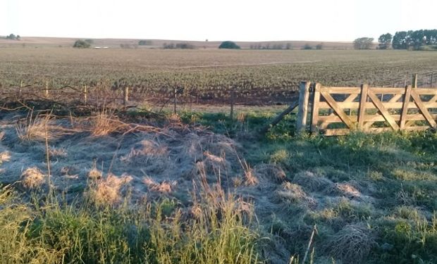 El invierno dejó récords históricos de heladas en el país: cómo continúa