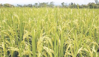 Entre Ríos sembró el 40% del área destinada al arroz