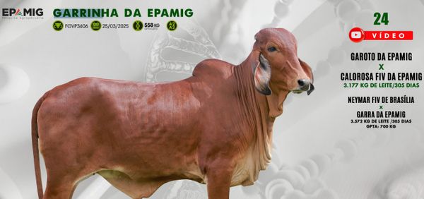 epamig-expozebu