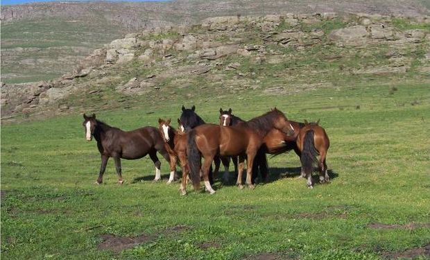 Todas las medidas preventivas y de control aplicadas se concentran en la detección de equinos portadores.