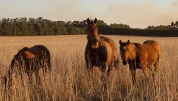 Alerta sanitaria por el herpesvirus equino: qué es la enfermedad viral que amenaza a los caballos