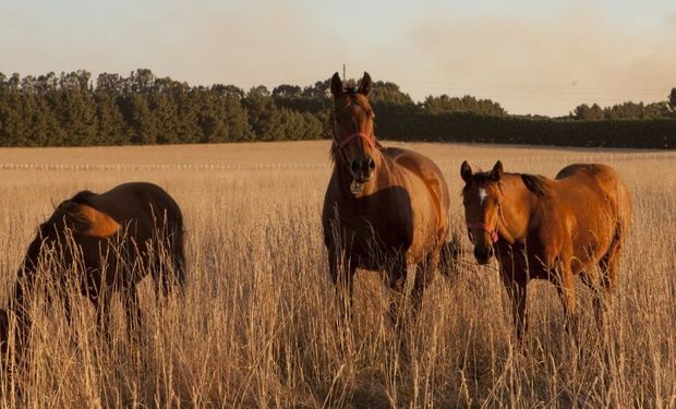 Alerta sanitaria por el herpesvirus equino: qué es la enfermedad viral que amenaza a los caballos