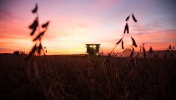 El clima seco en Argentina y la cosecha récord en Brasil influencian el mercado de granos: cuánto se pagó por la soja en Rosario