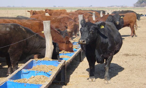 “Ergot” en sorgo, ¿debemos preocuparnos cuando alimentamos al ganado?