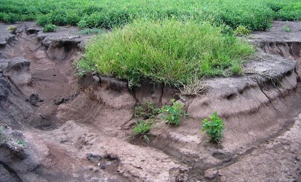 La pérdida de suelo trae aparejado un impacto negativo sobre los cultivos.