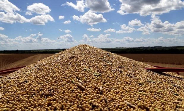 Lunes rojo en Chicago: el trigo perdió hasta 9 dólares por tonelada y la soja fue presionada por las caídas en el petróleo y los aceites