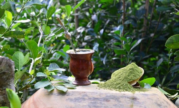 Erva-Mate catarinense ganha selo de denominação de origem