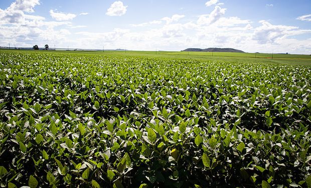 Em outubro, Brasil exportou 4,06 milhões de toneladas de soja. (foto - Sistema CNA/Senar)