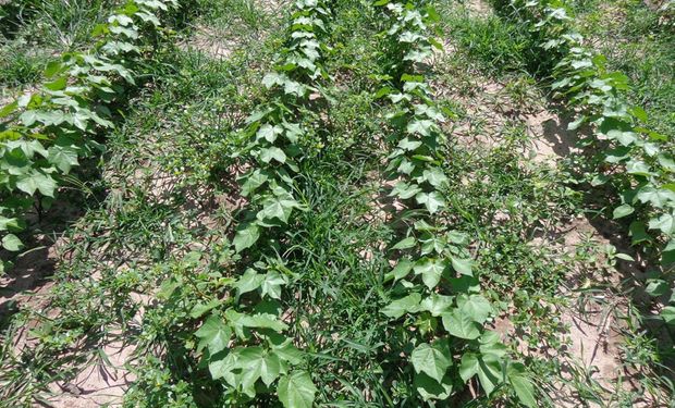 Em Mato Grosso, foram priorizadas as espécies capim pé-de-galinha, capim-amargoso e buva. (foto - Embrapa)