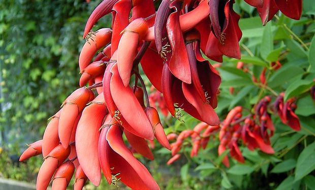 Día de la Flor Nacional: por qué se eligió al ceibo