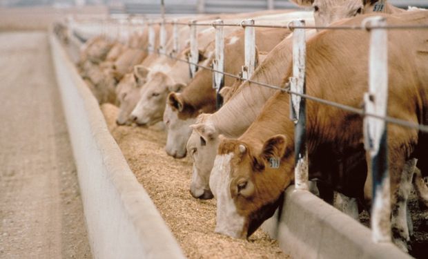 La importancia de la escala en el feedlot