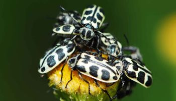 Qué se sabe del "siete de oro": el escarabajo que cubre plantas y mata animales