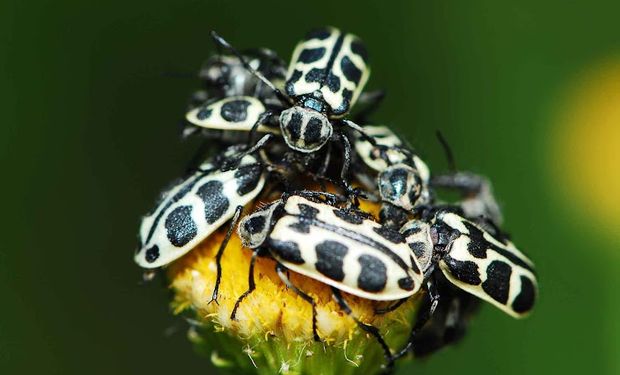 Qué se sabe del "siete de oro": el escarabajo que cubre plantas y mata animales