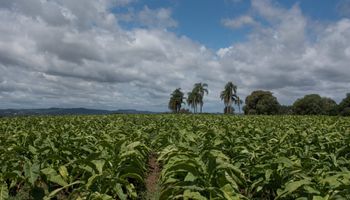 Productores de tabaco analizan el mercado internacional y la producción en una misión técnica por Brasil
