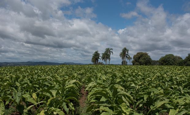 Productores de tabaco analizan el mercado internacional y la producción en una misión técnica por Brasil
